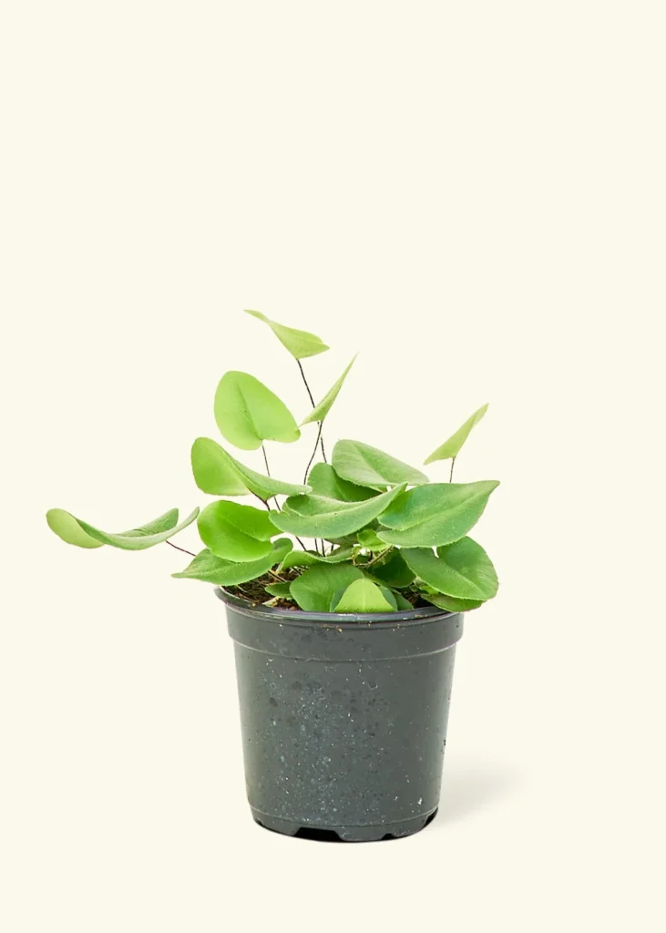 Heartleaf Fern