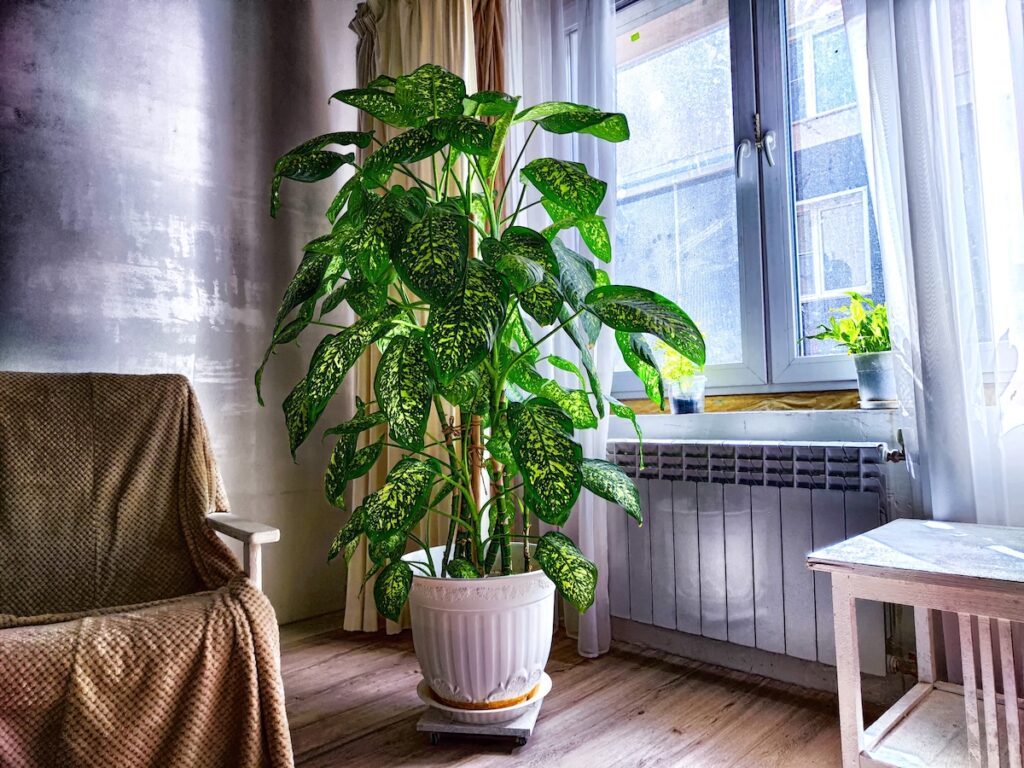 Dieffenbachia (Dumb Cane)