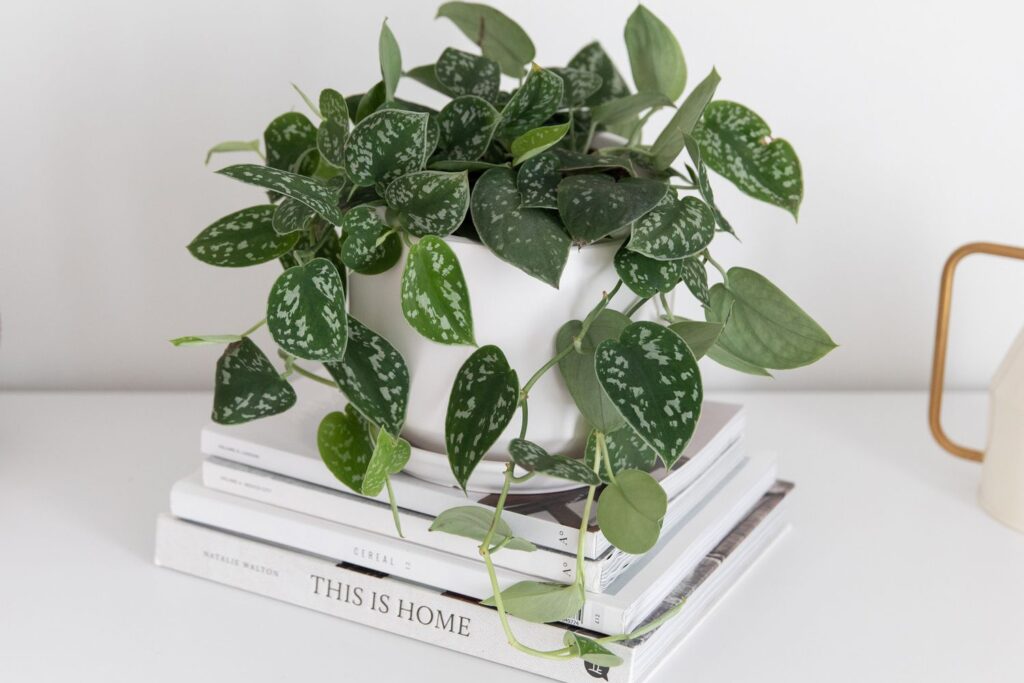 Silver Satin Pothos