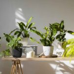 Studio Indoor Plants