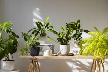 Studio Indoor Plants