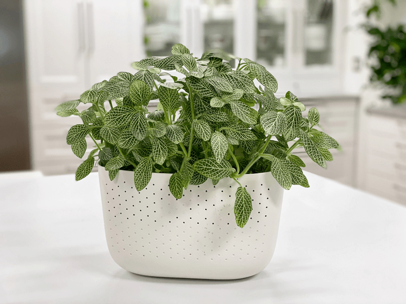 Nerve Plant (Fittonia)