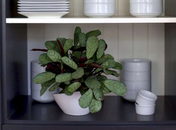 Prayer Plant
