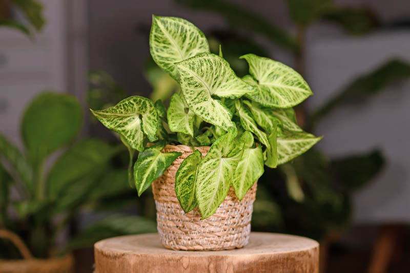Arrowhead Plant (Syngonium)