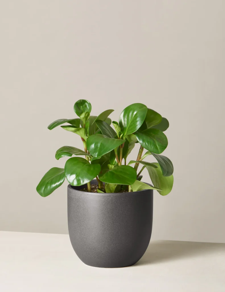 Peperomia (Peperomia obtusifolia)