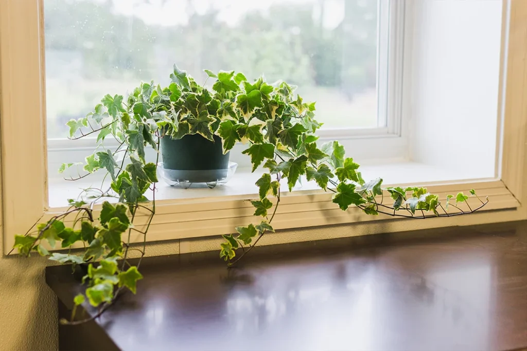 English Ivy