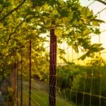 black chain-link fence