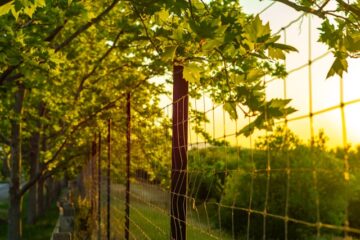 black chain-link fence